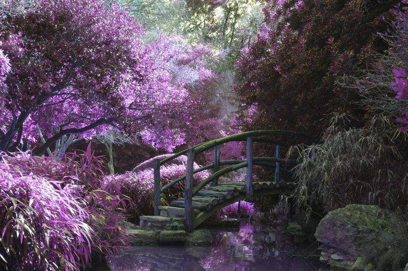 Plantación de flores y especies ornamentales